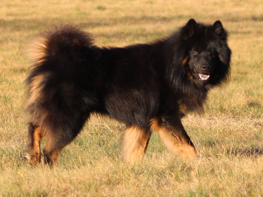 Das ist Teddy, der Papa vom A-Wurf