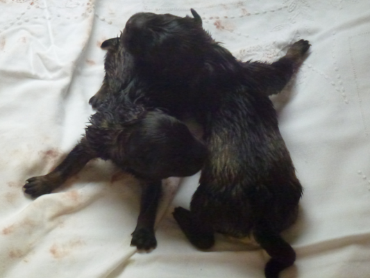 Unsere Mädels gerade geboren