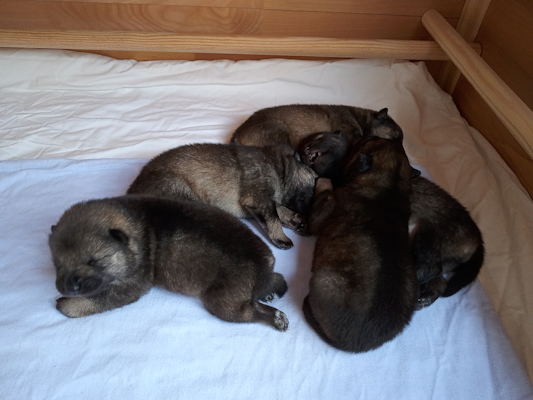 Die Teddys nach der Wurfabnahme