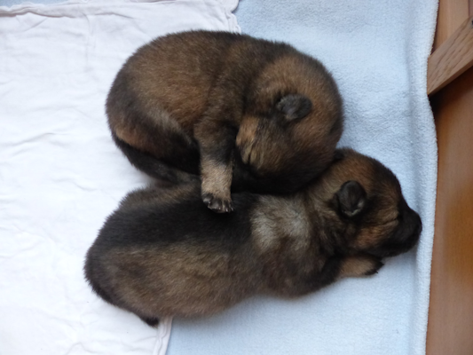 Und immer noch ist Kuscheln angesagt