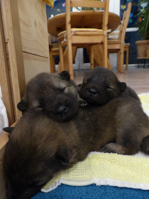 Und nach dem Ausflug auf dem Brüderchen schlafen