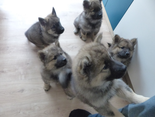5 kleine Eurasier