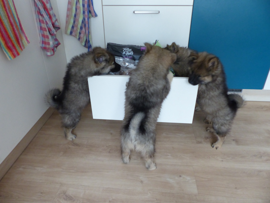 Was ist da wohl in der Futterschublade?